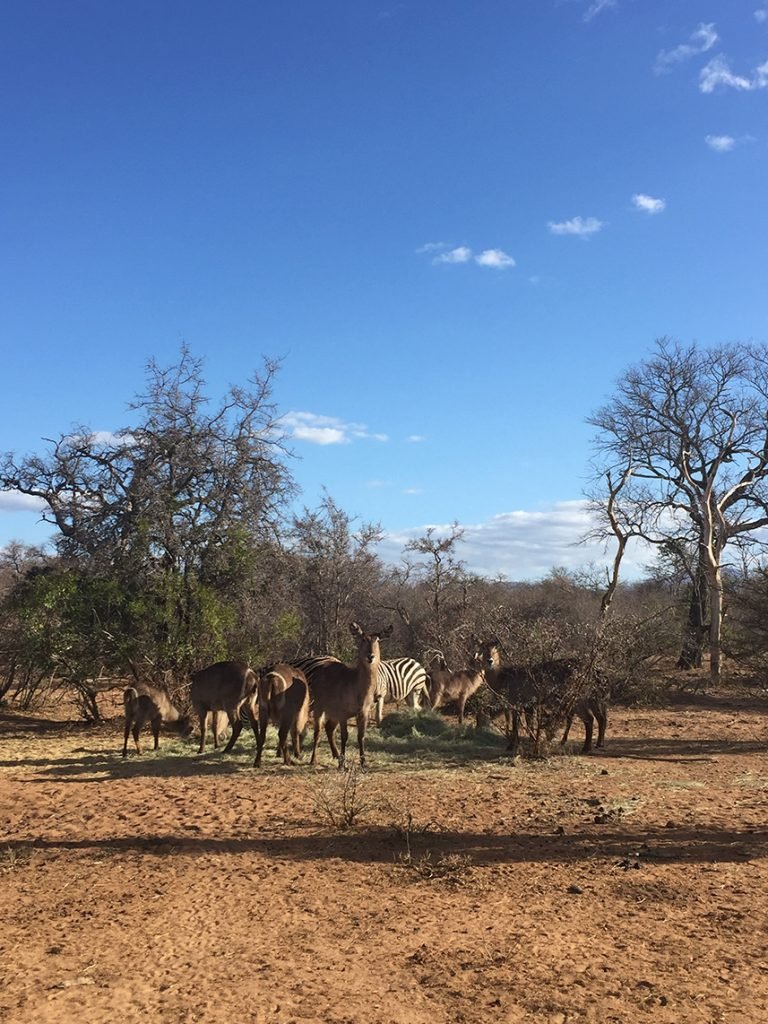 Hoedspruit Africa