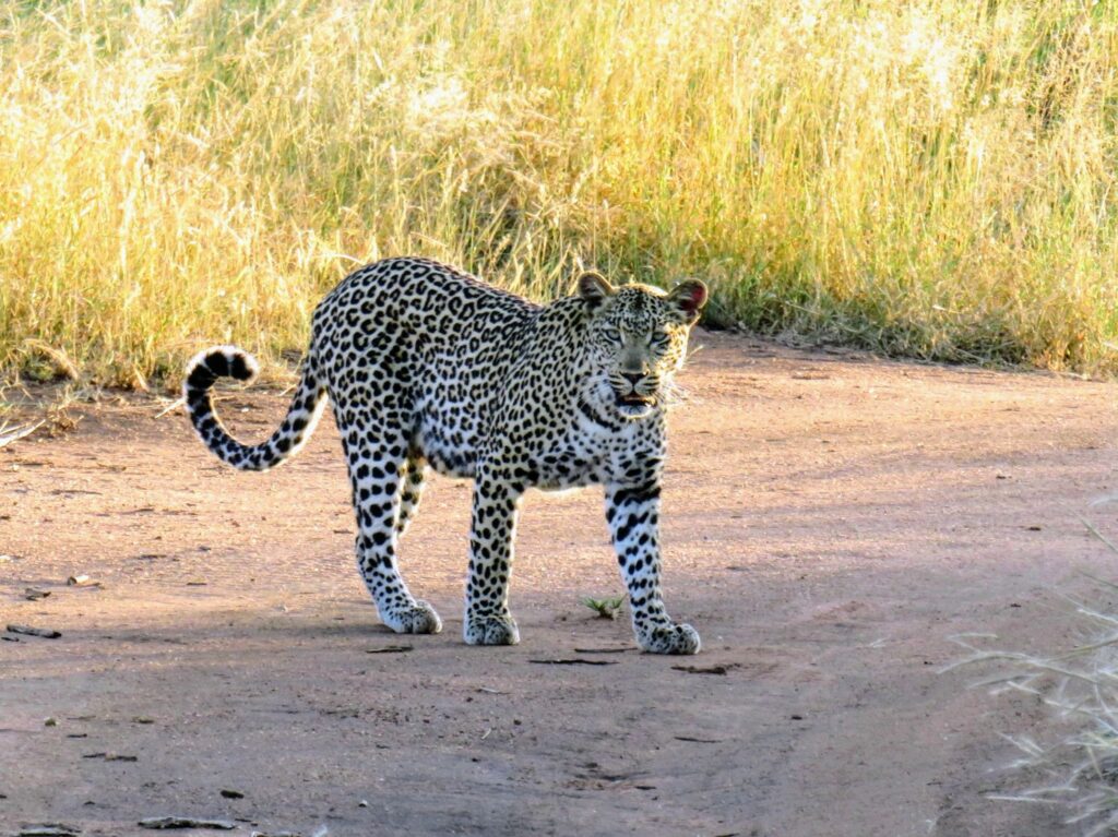 Luipaard op de Hoedspruit Wildlife Estate